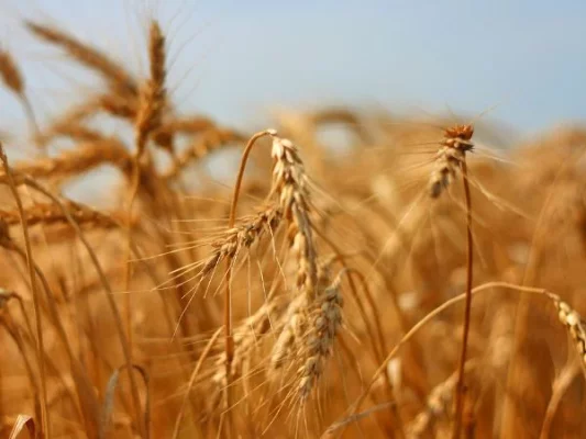 Getreidesorten - Informationen zu Getreidesorten